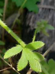 Nemophila sayersensis