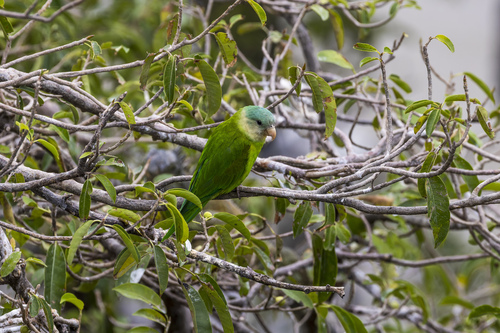 Grey-cheeked Parakeet (Brotogeris pyrrhoptera), photo 6