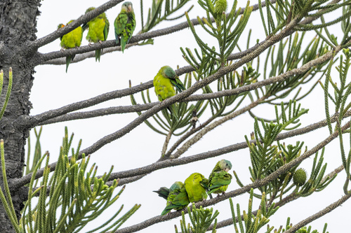 Grey-cheeked Parakeet (Brotogeris pyrrhoptera), photo 7