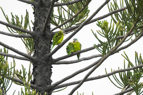 Grey-cheeked Parakeet (Brotogeris pyrrhoptera), photo 8
