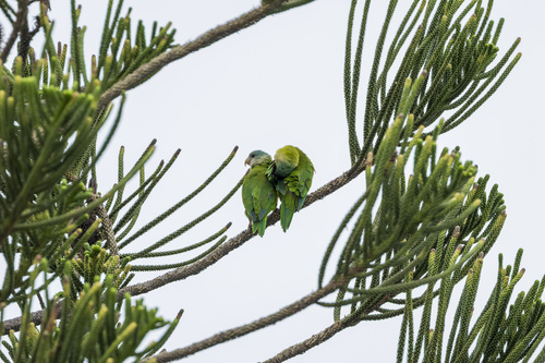 Grey-cheeked Parakeet (Brotogeris pyrrhoptera), photo 9