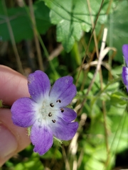 Nemophila sayersensis
