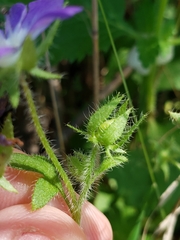Nemophila sayersensis