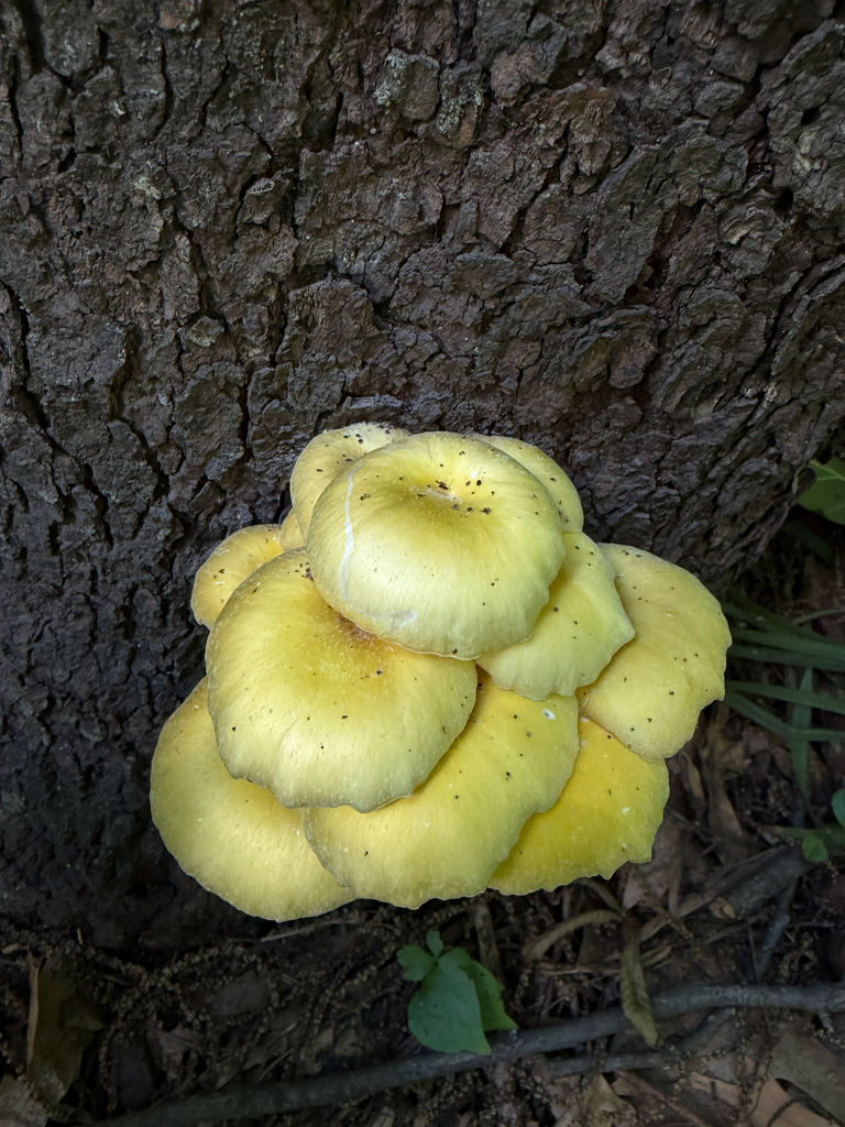 Golden Oyster Mushroom · June 2026 · photo: Photo: (c) Kevin, some rights reserved (CC BY) · iNaturalist