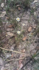 Chaetopappa asteroides