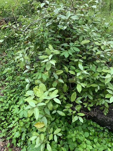Elaeagnus umbellata