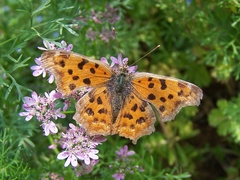 Polygonia c-aureum