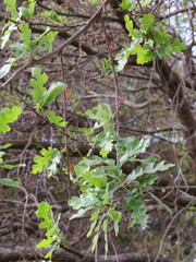 Quercus lobata