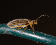 Ophraella notulata