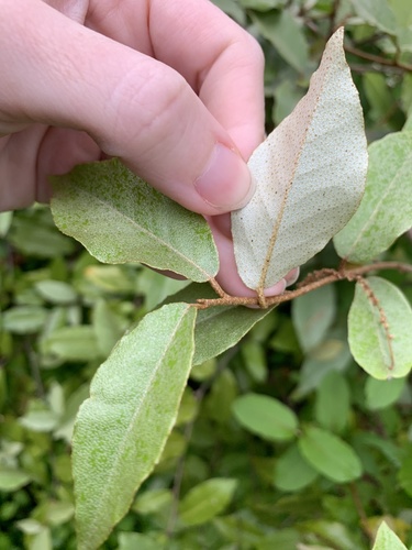 Elaeagnus umbellata