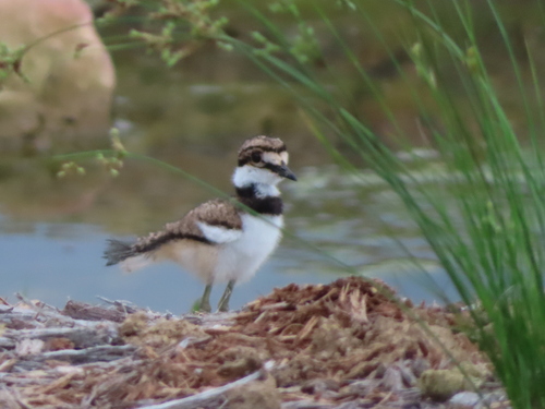 Killdeer photographed in Arkansas