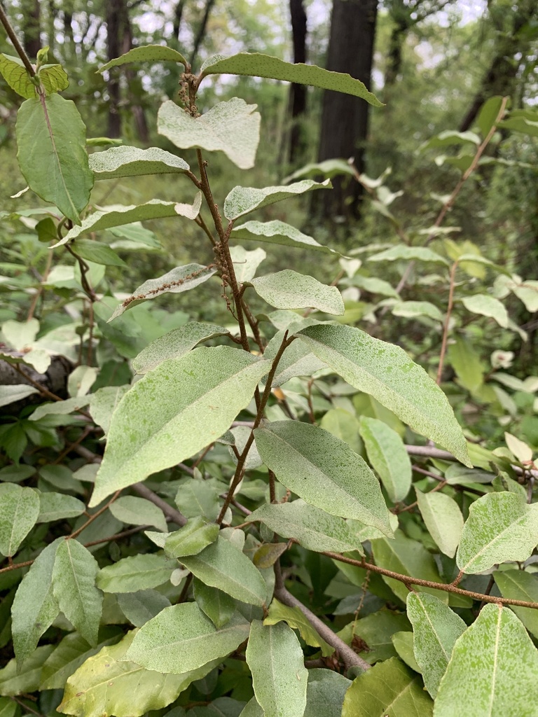 Elaeagnus umbellata, Fort Bunker Hill Park, Washington, DC, US