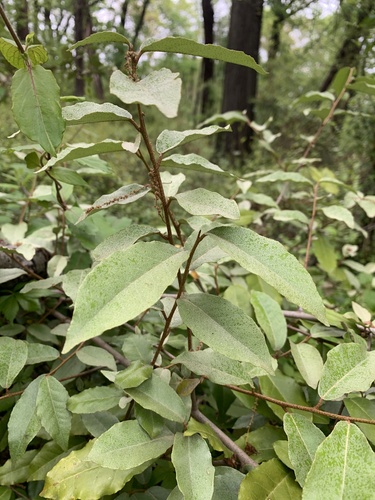 autumn olive (Elaeagnus umbellata)