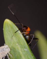 Pseudoxenetus regalis