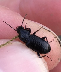 Pterostichus nigrita