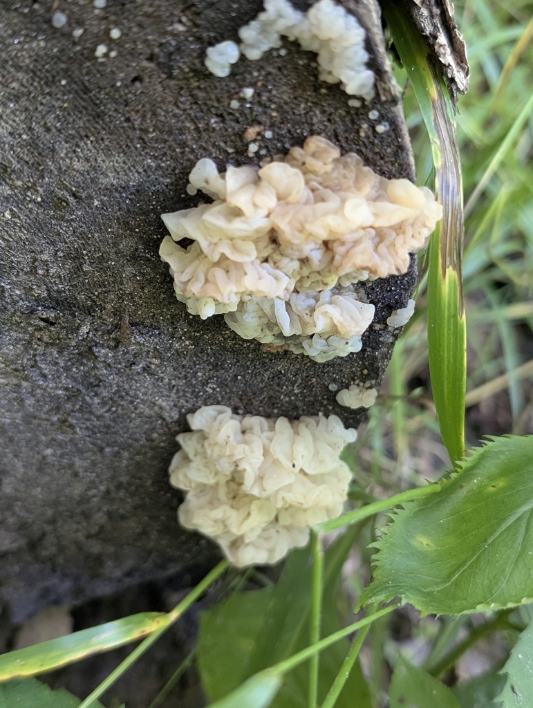 white jelly fungus · June 2026 · photo: Photo: no rights reserved · iNaturalist