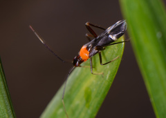Pseudoxenetus regalis