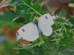 Anthocharis scolymus