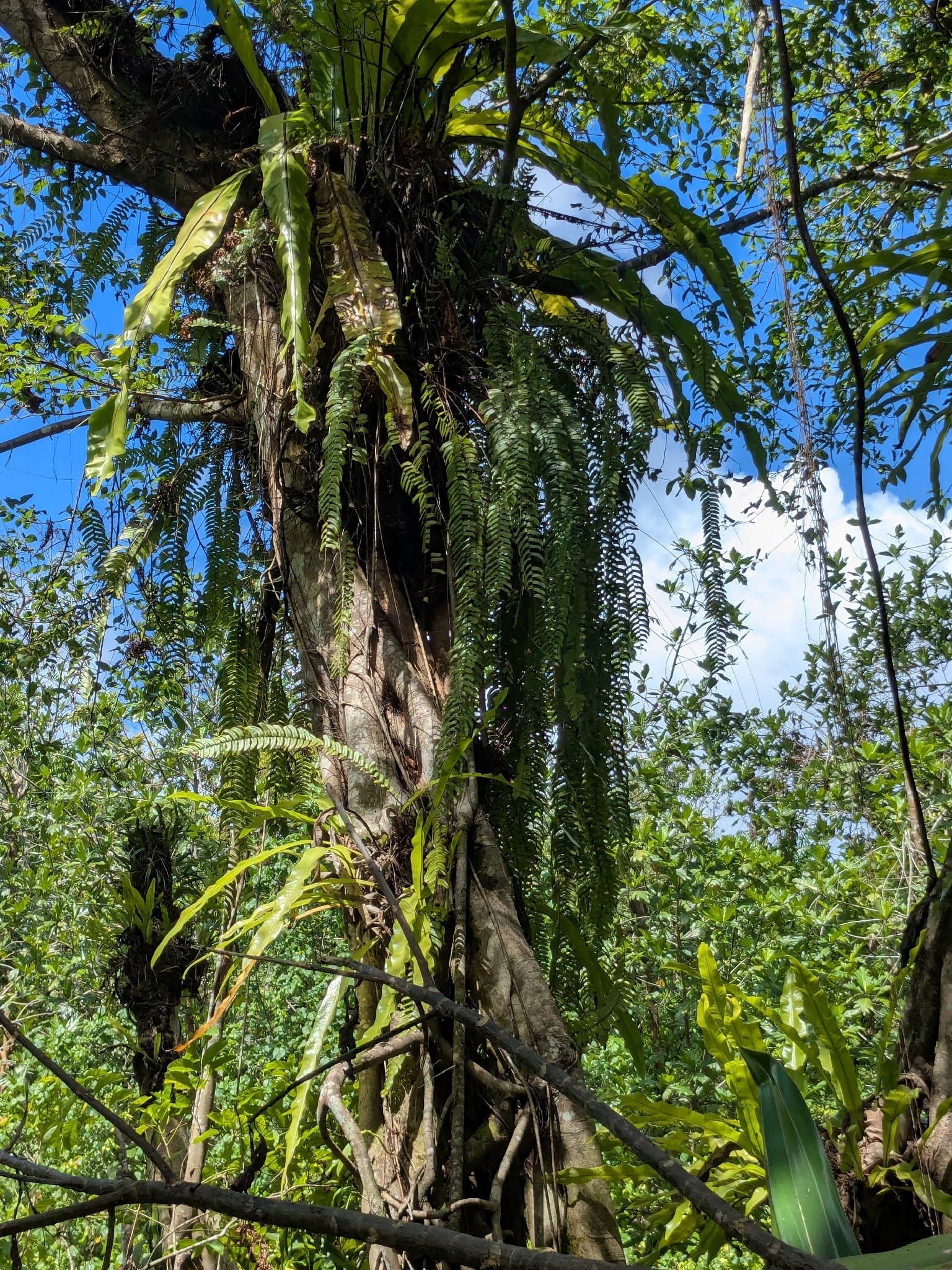 Nephrolepis acutifolia (Desv.) Christ