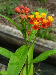 Asclepias curassavica image