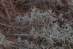 Santolina chamaecyparissus