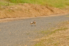 Sylvilagus audubonii