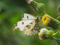 Anthocharis scolymus