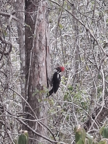 Lineated Woodpecker