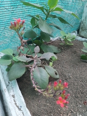 Echeveria pallida
