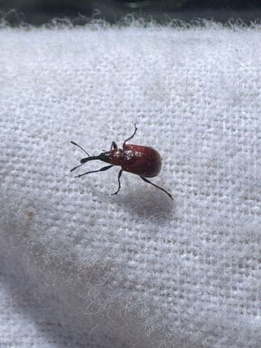 iNaturalist observation photo of Rose Weevils