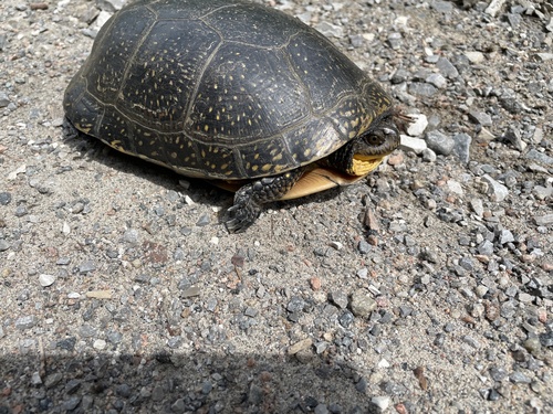 Blanding's Turtle