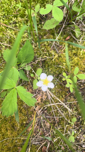 Virginia strawberry