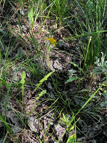 Microseris nutans, 2026-06-17