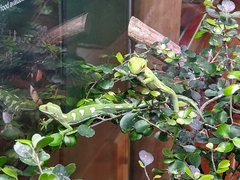 Naultinus