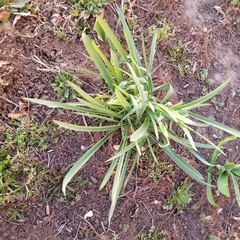 Hemerocallis lilioasphodelus