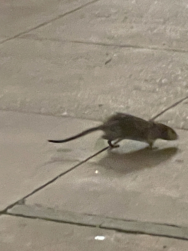 Rat photographed near here on 2026-06-24