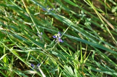 Lupinus bicolor