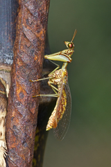 Mantispa styriaca