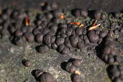 Jackrogersella cohaerens