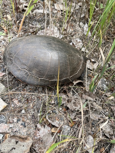 Midland Painted Turtle