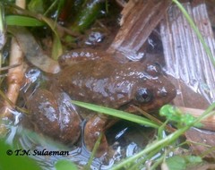 Limnonectes kuhlii