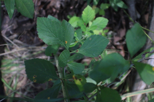 Crataegus X incaedua