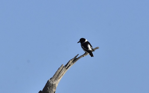 Pied Butcherbird