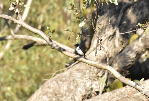 Hooded Robin