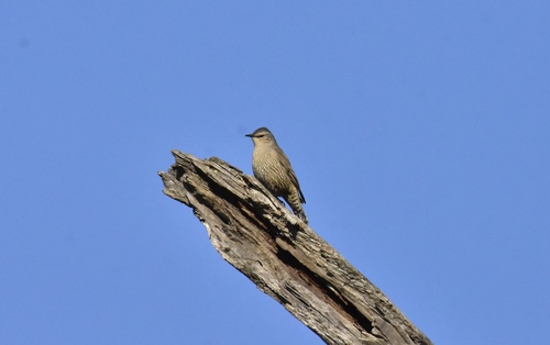 Brown Treecreeper