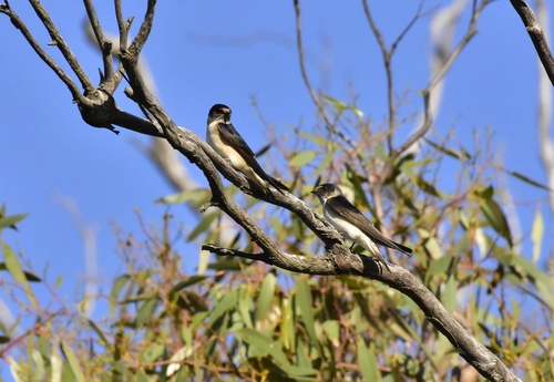 Tree Martin