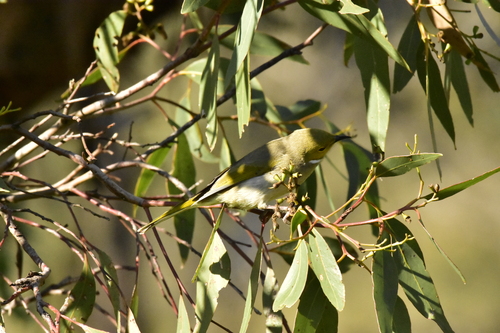White-plumed Honeyeater
