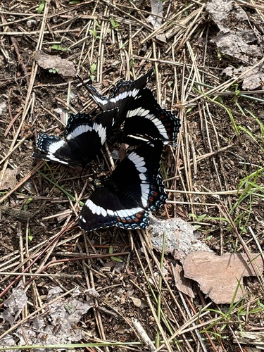 American White Admiral