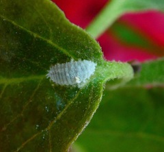 Phenacoccus peruvianus