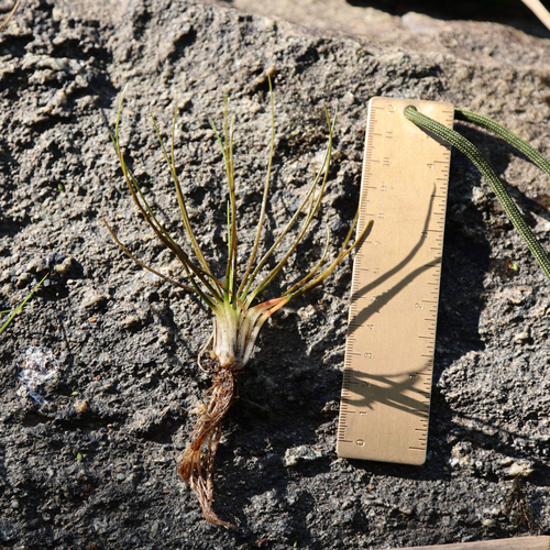 Isoetes X eatonii